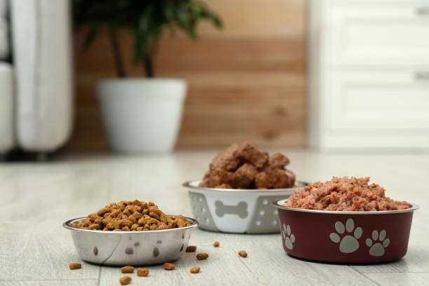 Transition alimentaire chez le chien et le chat