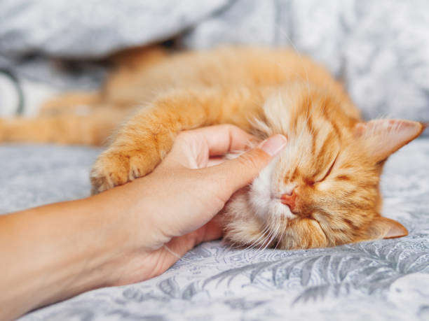 Chat roux caressé tendrement sur un lit