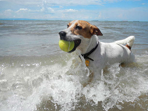 Jack Russell joyeux jouant avec une balle dans la mer