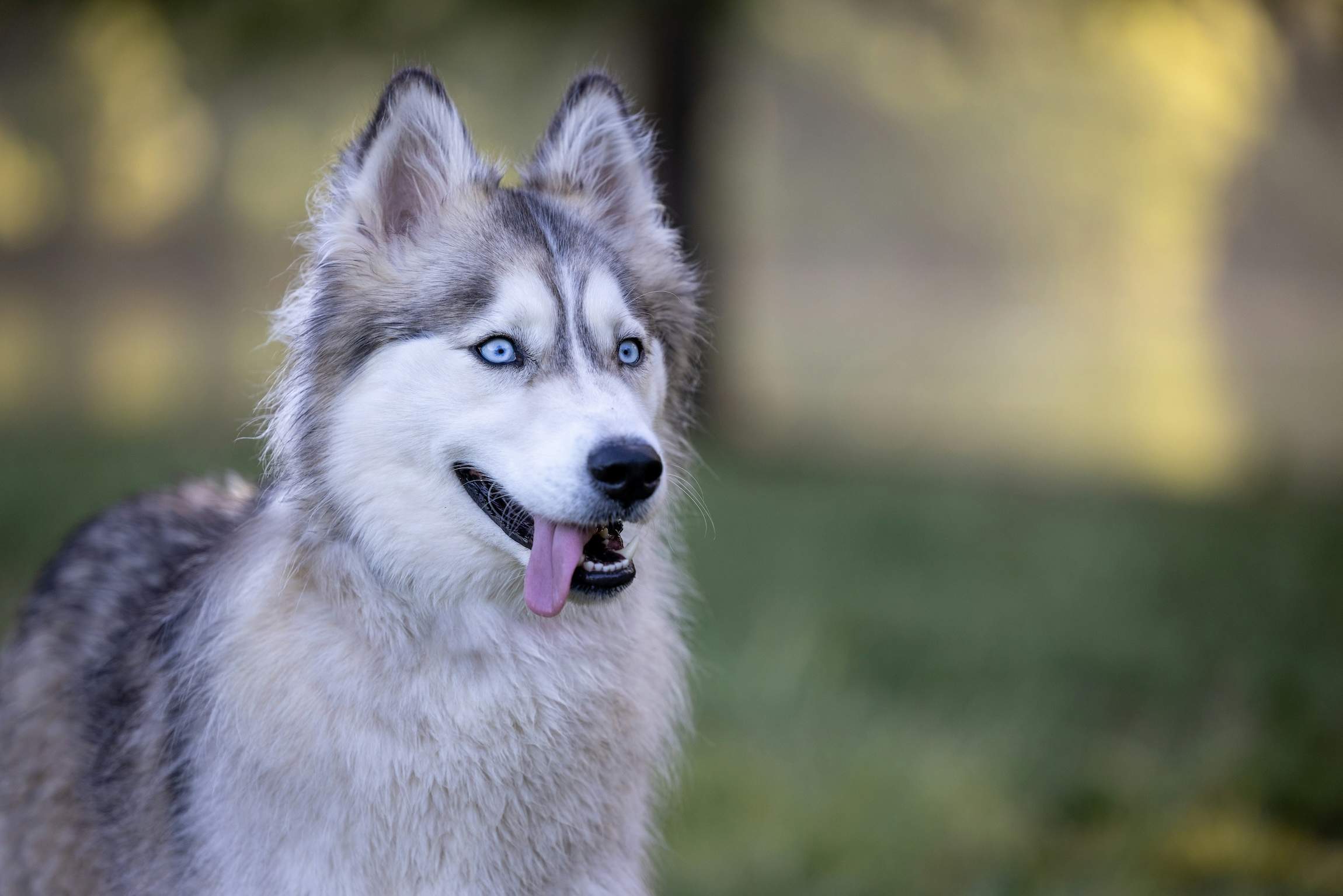 Portrait d'un husky aux yeux bleus dans un jardin verdoyant